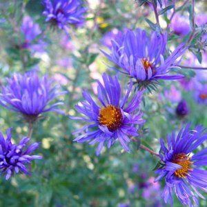 Meet your Posher, Annette